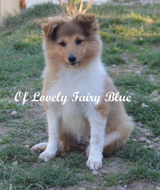 Naika Of Lovely Fairy Blue