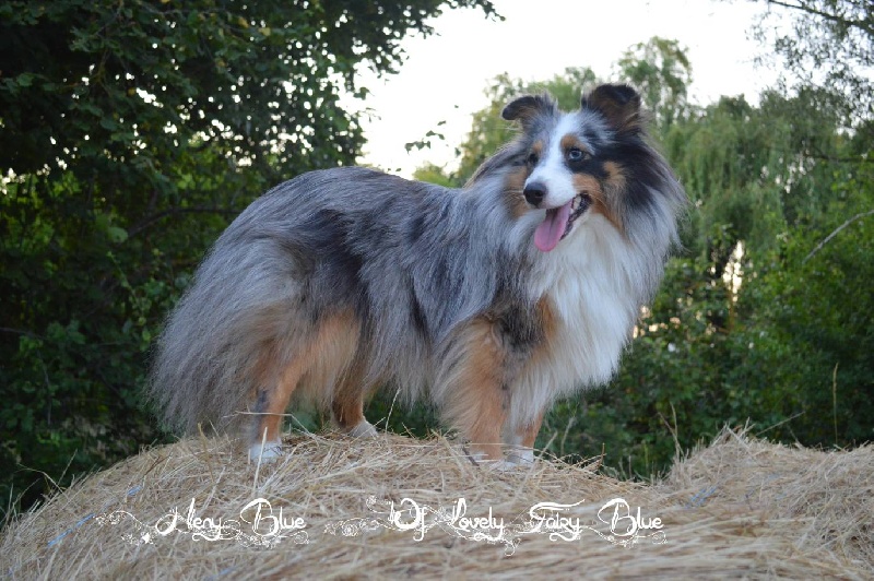 Heny blue De la combe berail