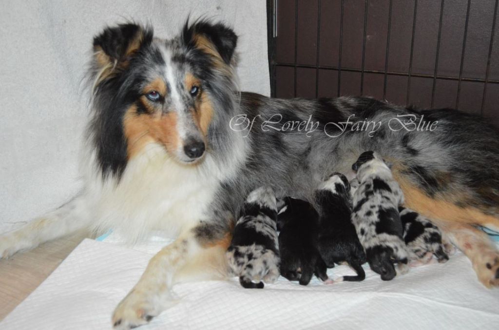 Chiot Shetland Sheepdog Of Lovely Fairy Blue