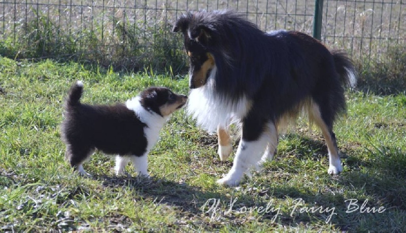 Chiot Shetland Sheepdog Of Lovely Fairy Blue