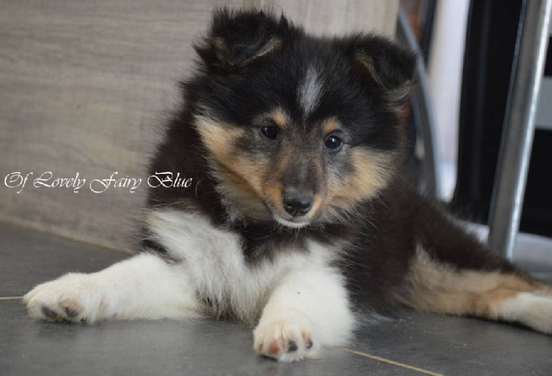 Chiot Shetland Sheepdog Of Lovely Fairy Blue